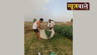 The punishment for cheating: a brother's reaction and its consequences