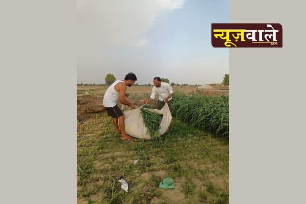 The punishment for cheating: a brother's reaction and its consequences