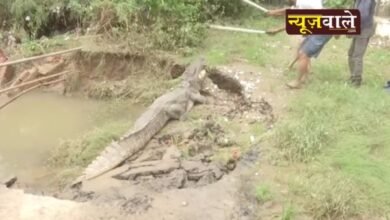 Rescued crocodile released into Vishwamitri river by forest department in Vadodara, Gujarat