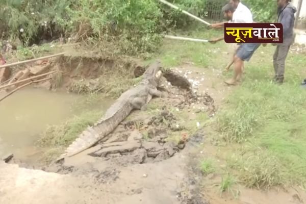 Rescued crocodile released into Vishwamitri river by forest department in Vadodara, Gujarat